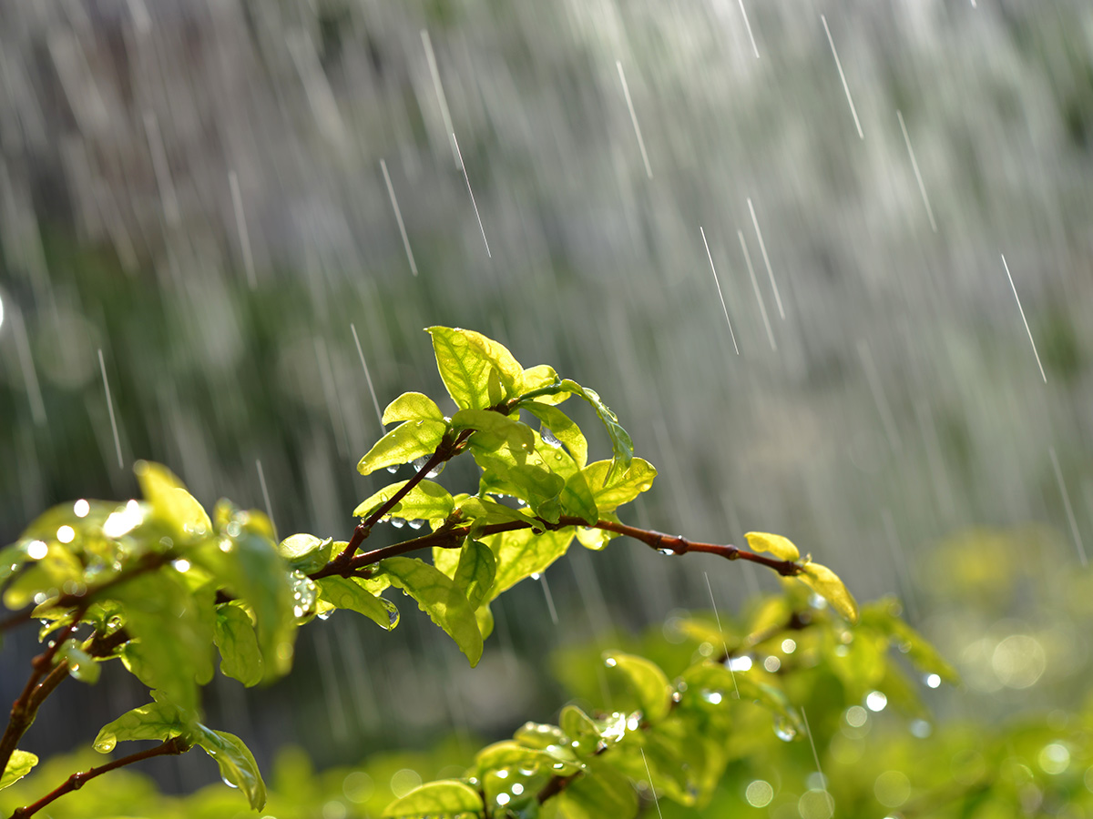 Green Season (May–Oct)